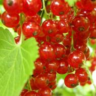 Сеженец Красная смородина Розетта в контейнере